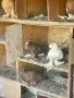 Демкежи чифтове и тек, снимка 17