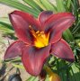 Хамерокалис (Дневна лилия), снимка 1 - Градински цветя и растения - 37211431
