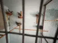 Корели и други птици, снимка 13