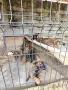 🐕 ПРОДАВАТ СЕ КУЧЕНЦА МАЛИНОА 🐕, снимка 9