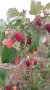 целогодишни сортове разсад ягоди и малини , снимка 6