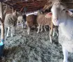 Продавам Шилета и Коч, снимка 5