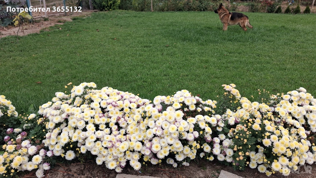 Парцел с.Иново обл. Видин , снимка 1