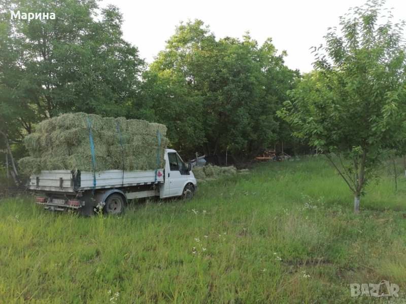 Бали люцерна 2025 Свищов, снимка 1