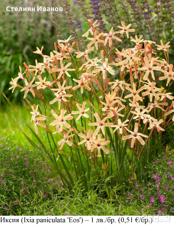 Иксия (Ixia paniculata 'Eos') –  луковици, снимка 1