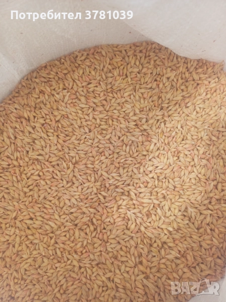 Продавам ечемик, снимка 1