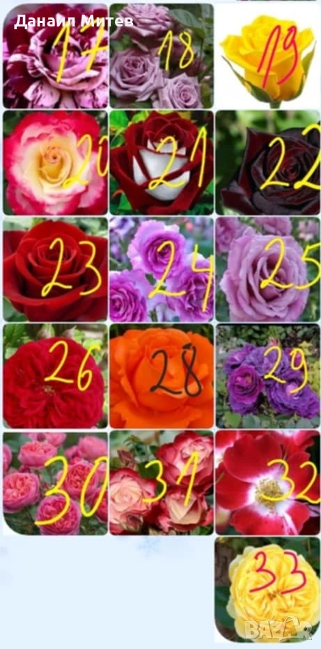 промоции рози гол корен  , снимка 1