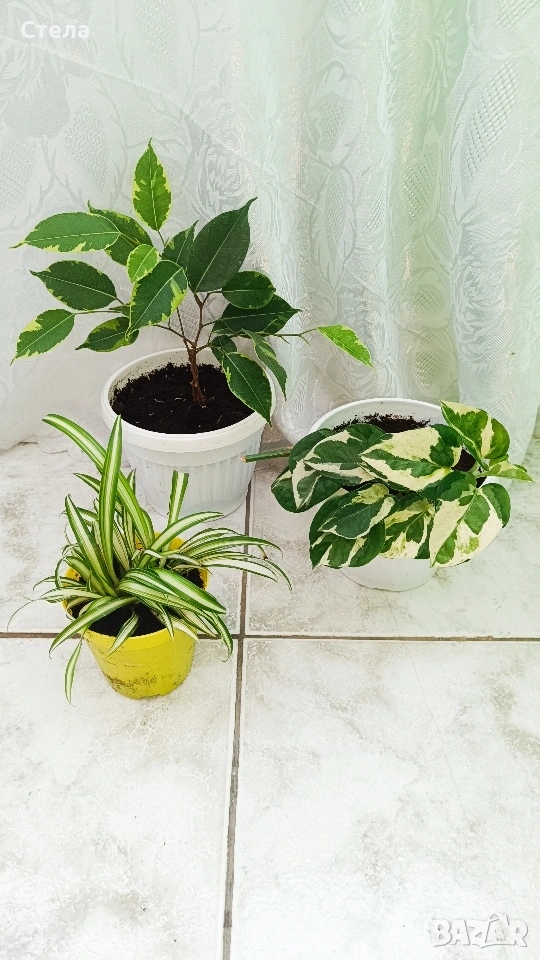 комплект цветя 10 евро , снимка 1