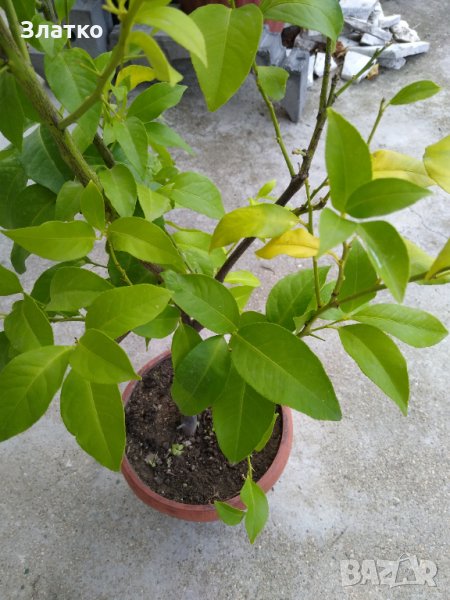 Лимони, снимка 1