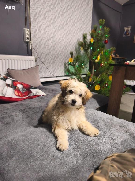 Болонка женкса, снимка 1