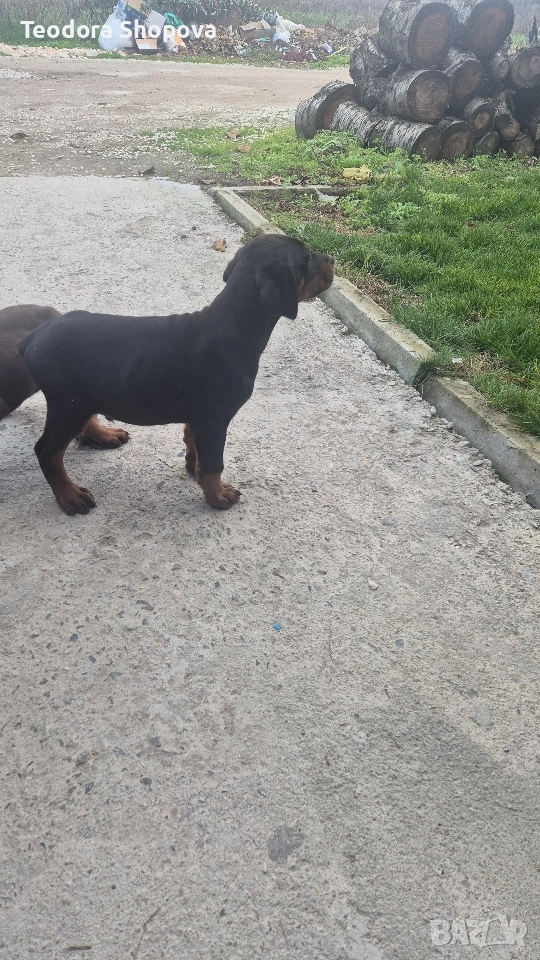 доберман, снимка 1