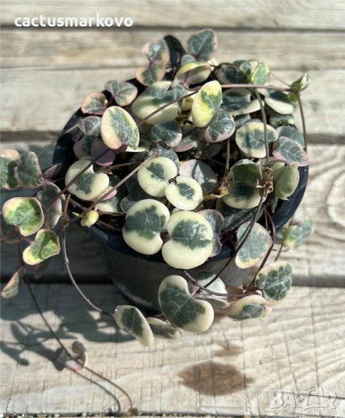Ceropegia woodii f. variegata, снимка 1