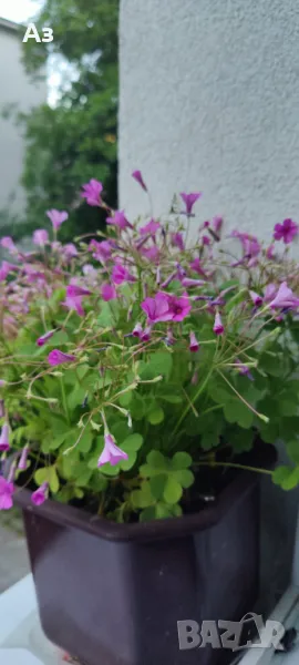 Продавам цветя Детелина Оксалис – 5 бр големи саксии, снимка 1