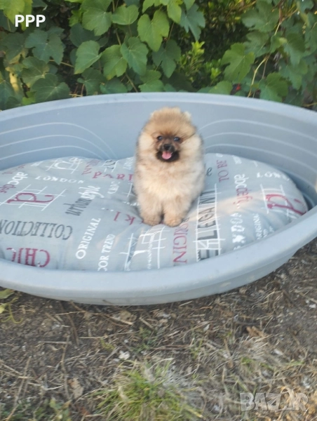 Померан момченце, снимка 1