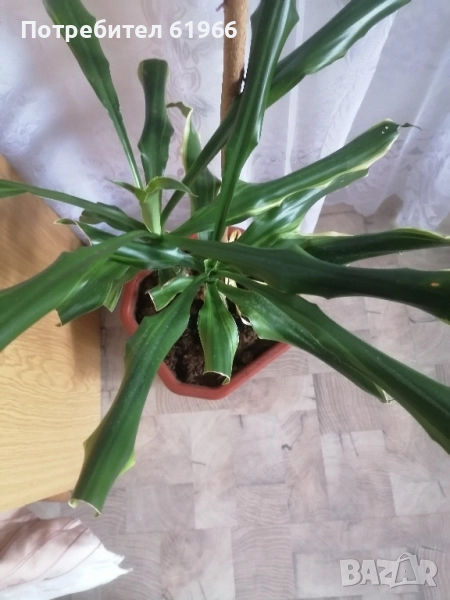 Драцена и Дебела Мара в цъфтеж ! , снимка 1