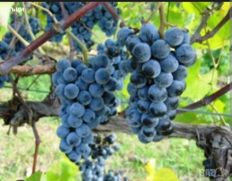 Лозови пръчки от Черен Опел., снимка 1