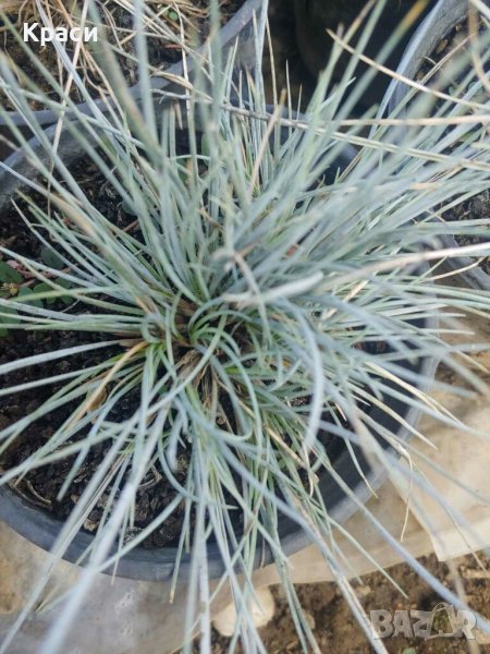 Синя трева -фестука, снимка 1