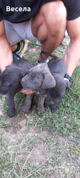 Продавам Кане корсо , снимка 1