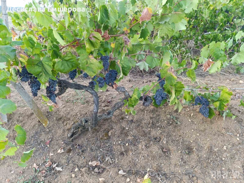 Широка Мелнишка , снимка 1