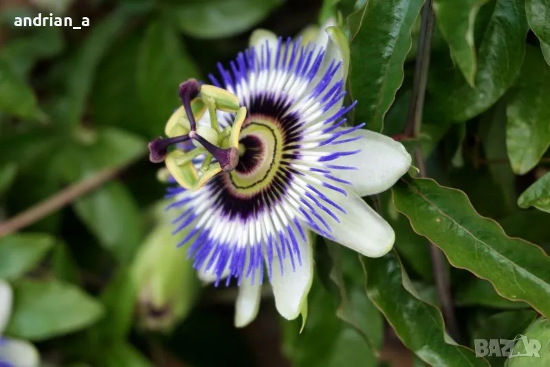 Пасифлора синя /Passiflora caerulea/

, снимка 1
