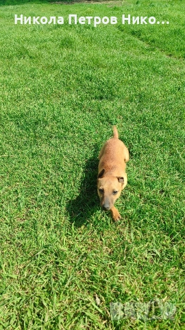 пинчери , снимка 2 - Пинчер - 54150812