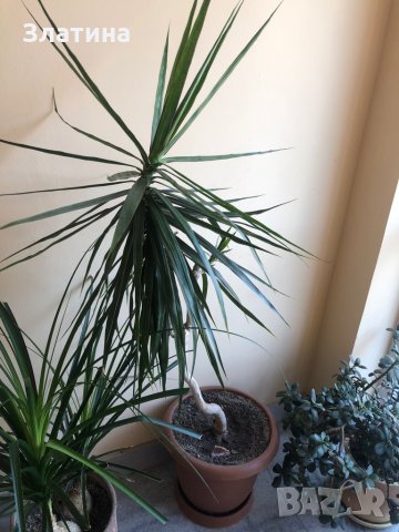 Палма Драцена , снимка 5 - Стайни растения - 29402094