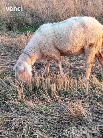 Продавам млад Овен Асаф