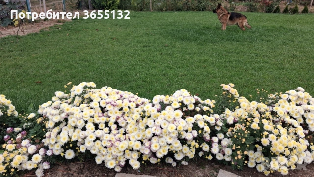 Парцел с.Иново обл. Видин 