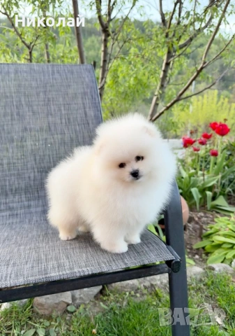 Померан мини момиче с всички ваксини, снимка 6 - Померан - 54340871