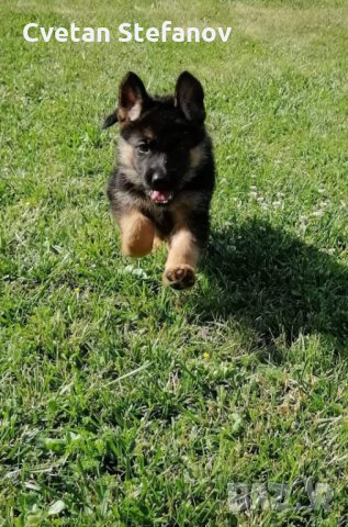 Немска овчарка, снимка 15 - Немска овчарка - 35397071