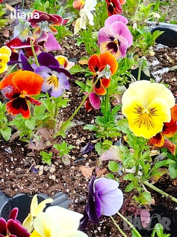 Продавам различни видове цветя, снимка 2 - Градински цветя и растения - 54170180