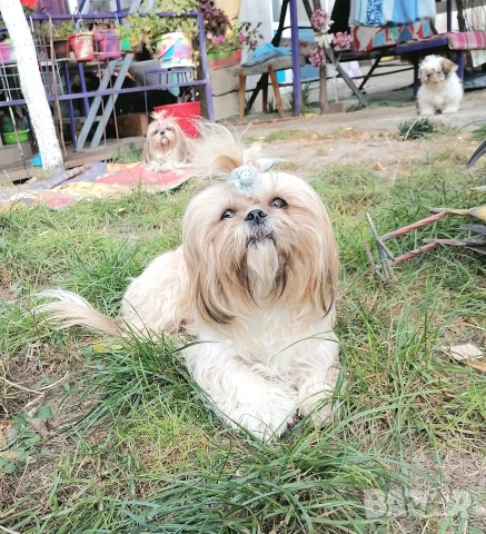 малки бебета Ши тцу , снимка 3 - Ши Тцу - 54096124