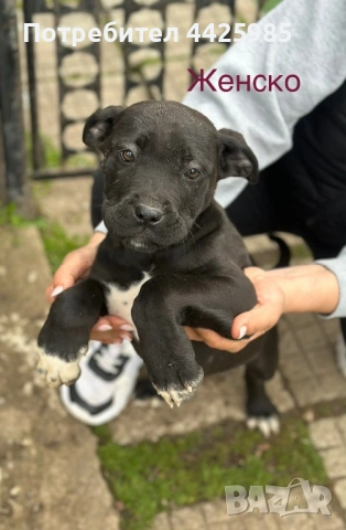 Cane Corso , снимка 5 - Кане корсо - 54024886