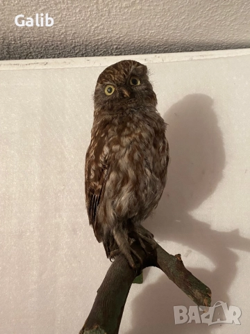 Замразен Бухал , снимка 3 - Други животни - 52675762