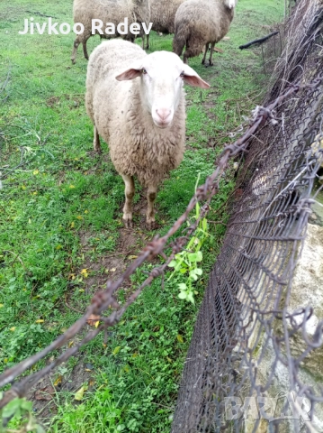 Продава  се коч, снимка 2 - Овце - 52592423