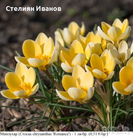 СОРТОВИ МИНЗУХАРИ – ЛУКОВИЦИ, снимка 5 - Сортови семена и луковици - 52372805