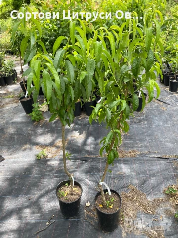 Праскова Поничка, снимка 2 - Градински цветя и растения - 41184951