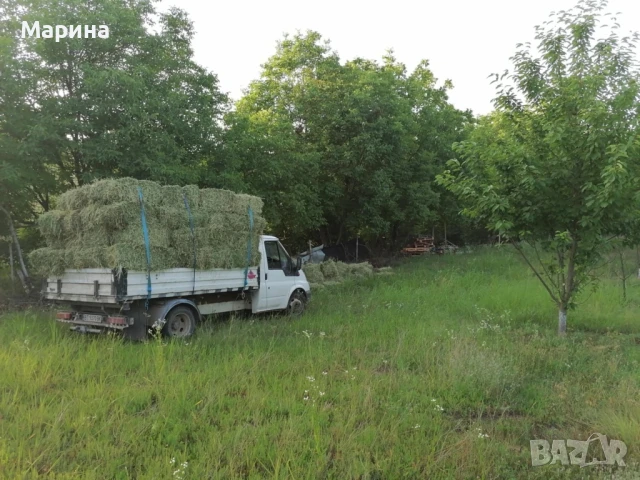 Бали люцерна 2025 Свищов, снимка 1