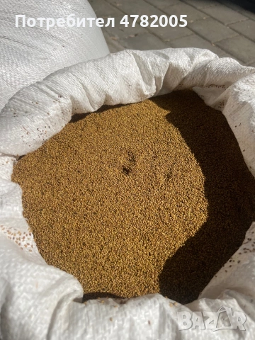 Продавам люцерното семе, снимка 3 - Сортови семена и луковици - 54023621