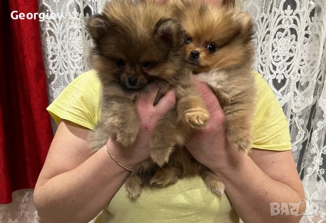 Померанчета 2 момче и 1 момиче, снимка 4 - Померан - 52976758