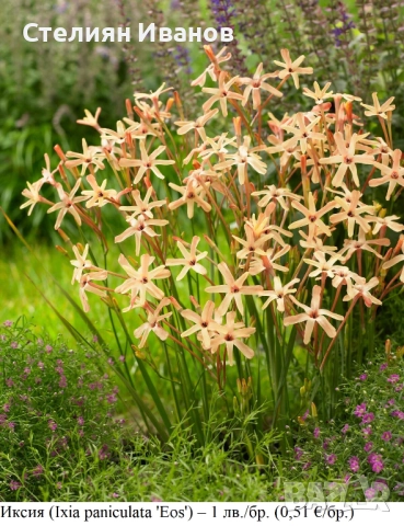Иксия (Ixia paniculata 'Eos') –  луковици