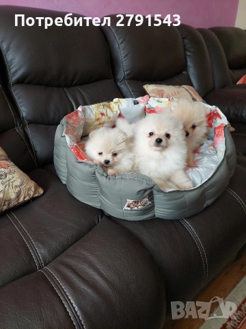 померан момиче и момче, снимка 3 - Померан - 52774637