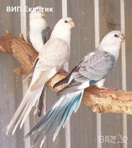 ПРОДАВА ПАПАГАЛИ , снимка 4 - Папагали - 16063451