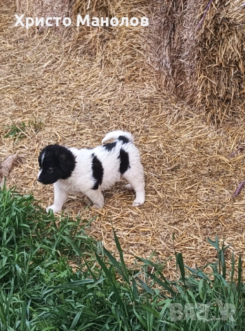 Каракачанско овчарско куче, снимка 13 - Каракачанска овчарка - 53652411