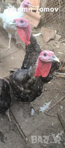 продавам домашно гледани пуйки пуяци , снимка 7 - Кокошки и пуйки - 48051978