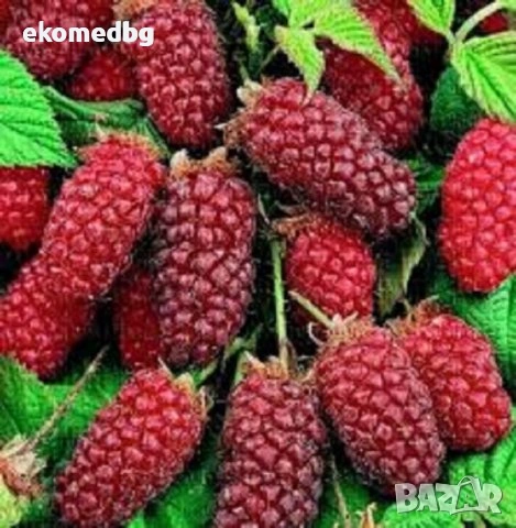 Тайбери Медана