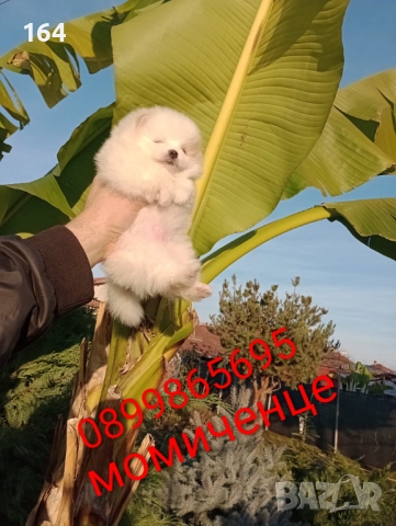 Померани. Реални снимки от 10.12.25 г. , снимка 7 - Померан - 52731565