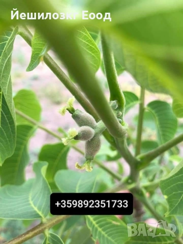 Орехови фиданки. Orehovi fidanki, снимка 2 - Разсади - 51818767