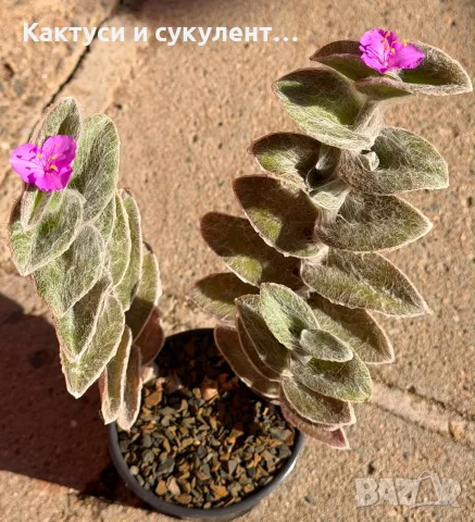 Сукулент Tradescantia sillamontana растение 
