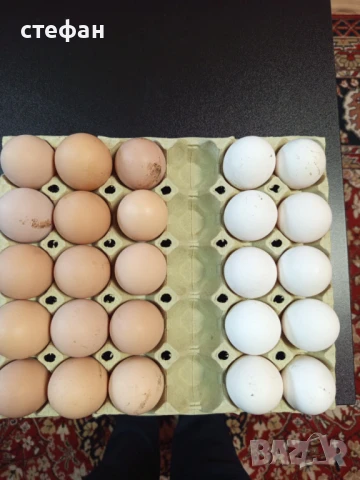 Продавам разплодни яйца  Супер Харко и Сребърна италиянка-легхорн, снимка 1